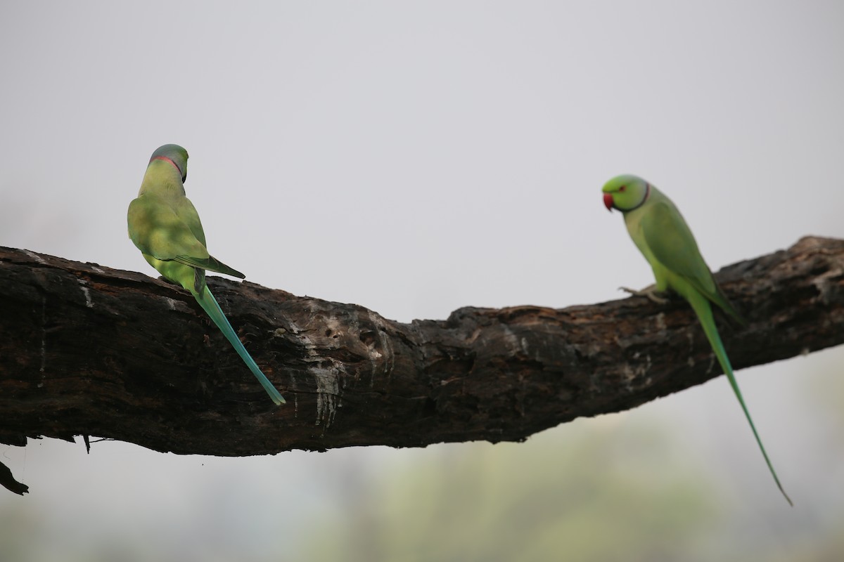 Rose-ringed Parakeet - ML626973133