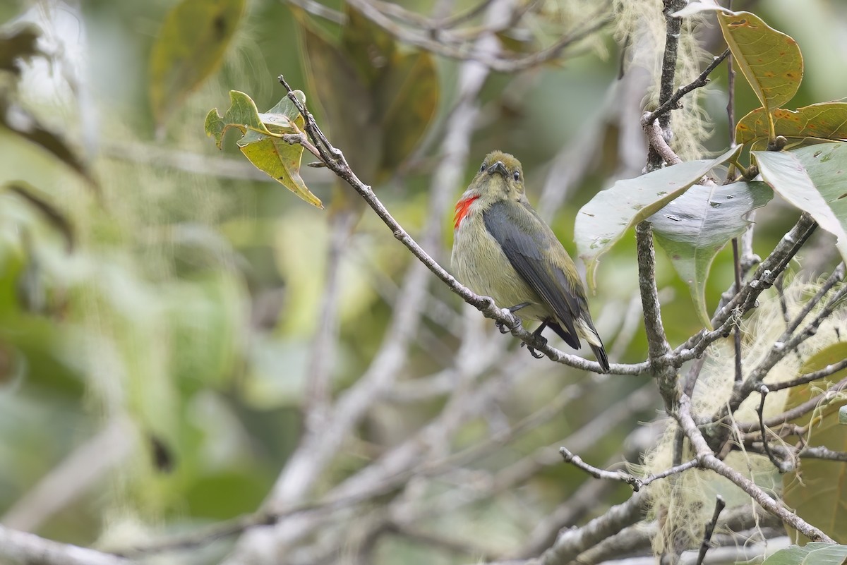 Olive-crowned Flowerpecker - ML626973167