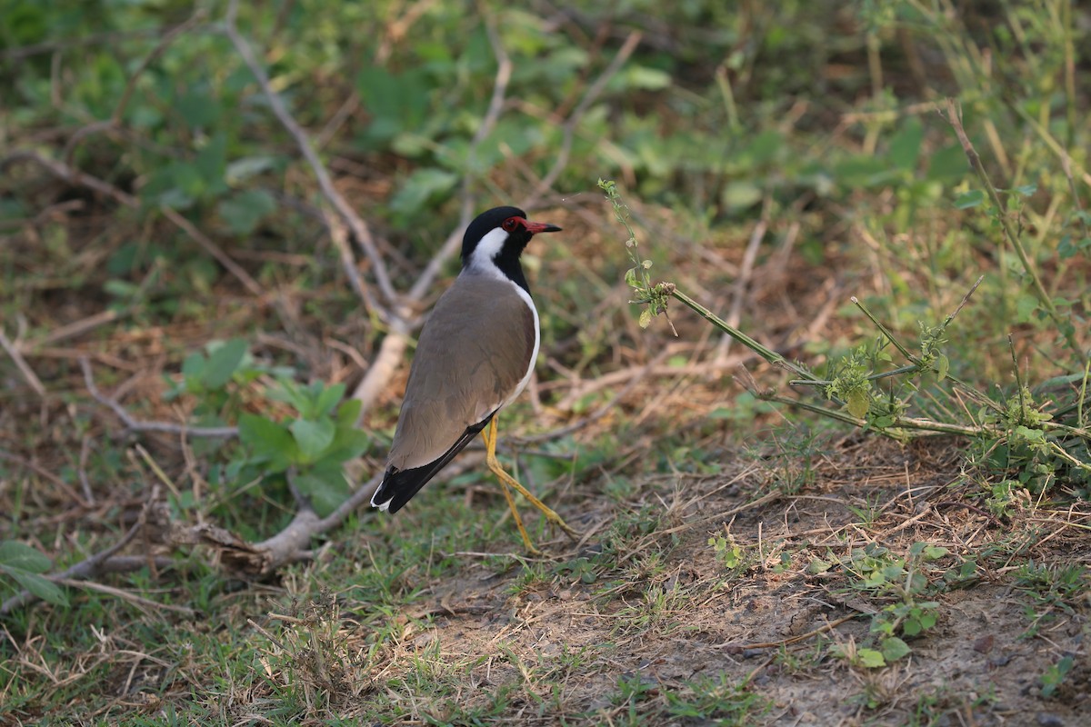 Red-wattled Lapwing - ML626973176