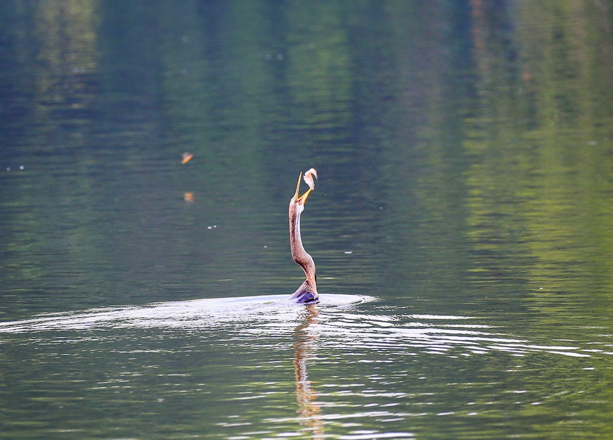 Purple Heron - ML626973196