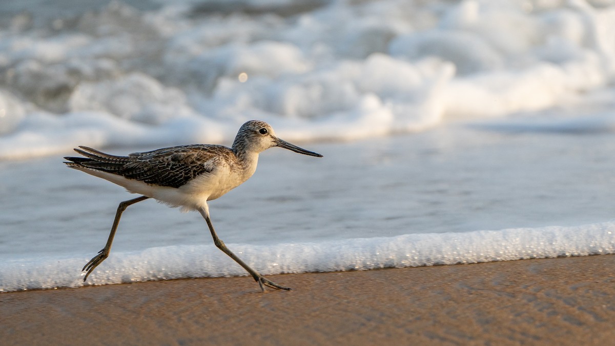 Үхэр хөгчүү - ML626973204