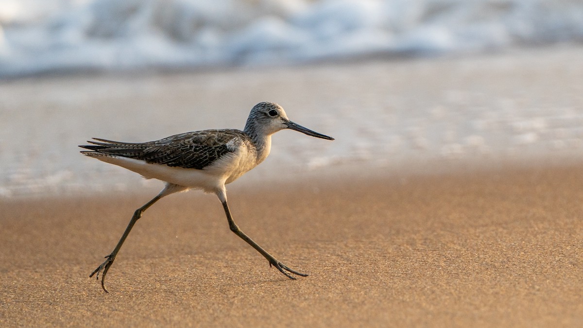 Үхэр хөгчүү - ML626973205