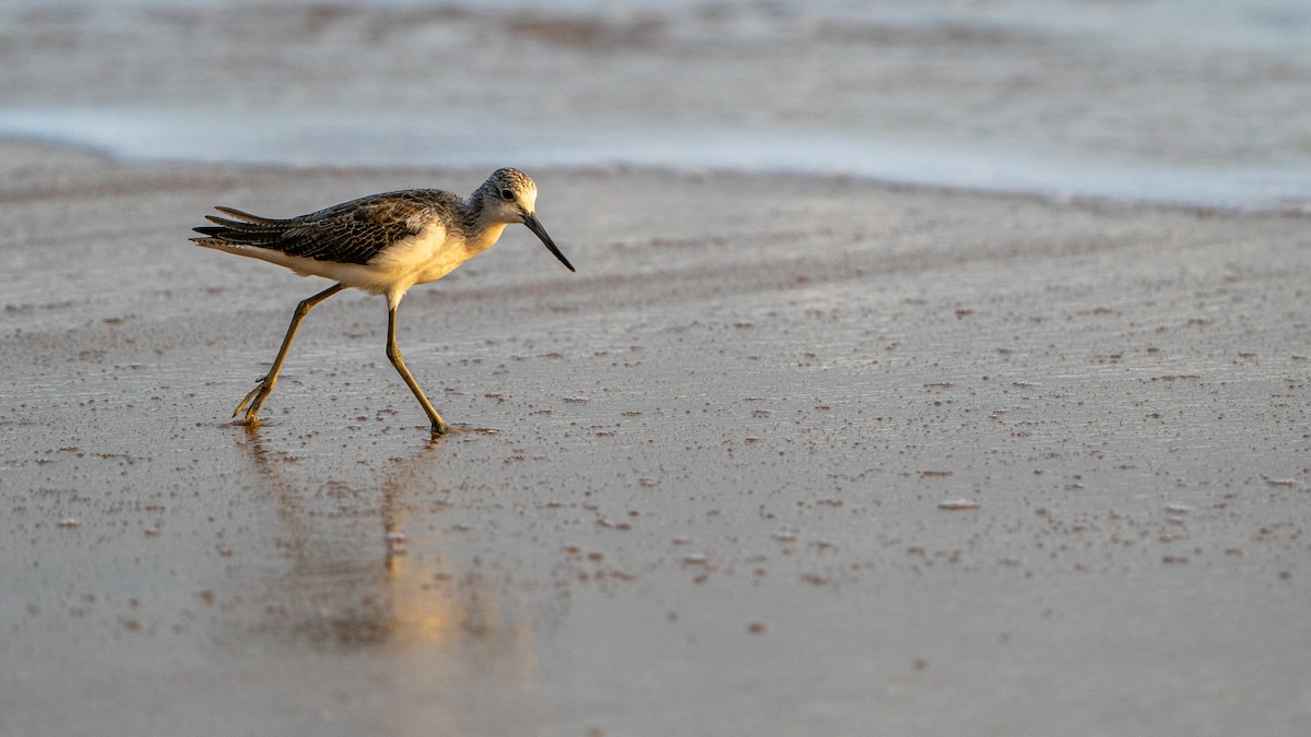 Үхэр хөгчүү - ML626973206