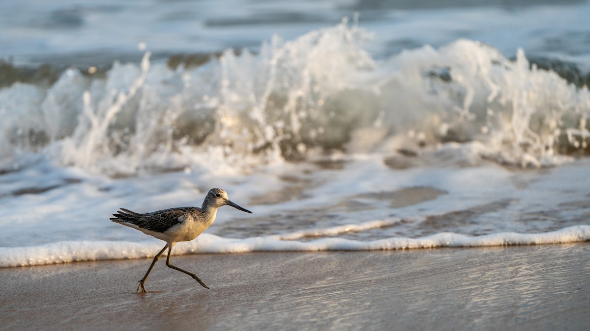 Үхэр хөгчүү - ML626973208