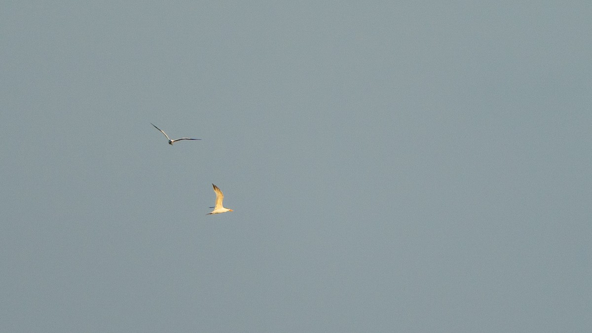 West African Crested Tern - ML626973211