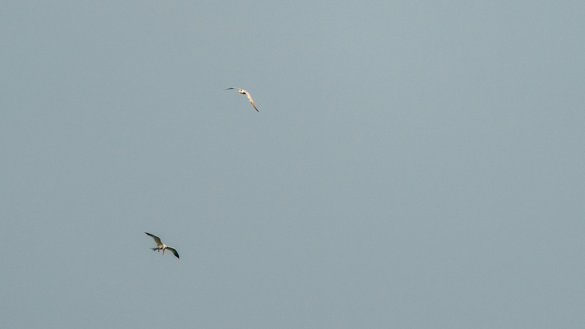 West African Crested Tern - ML626973212