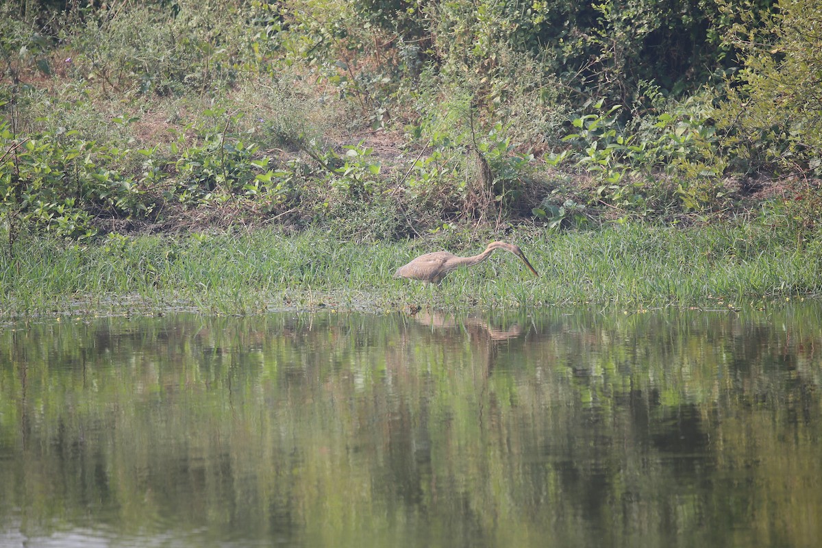 Purple Heron - ML626973219