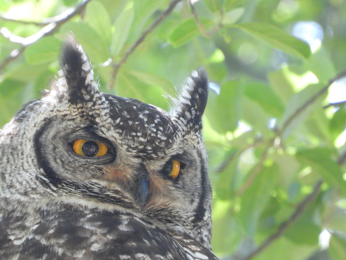 Spotted Eagle-Owl - ML626973239