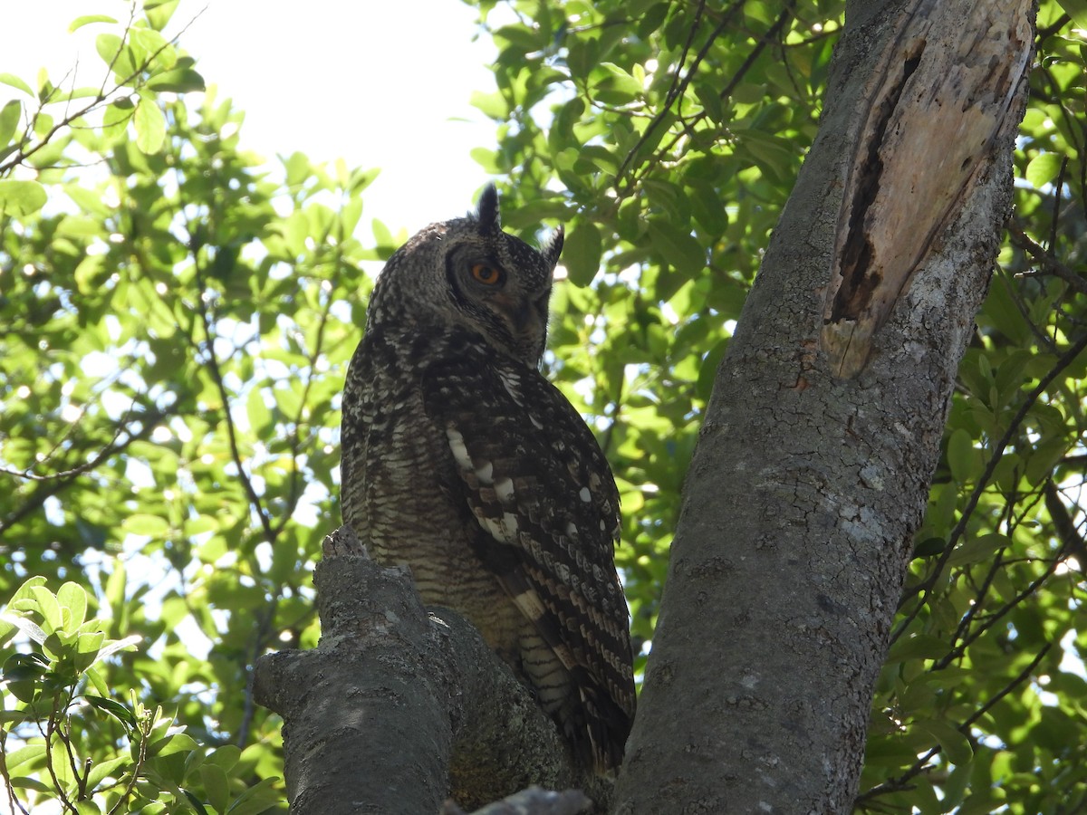 Spotted Eagle-Owl - ML626973240