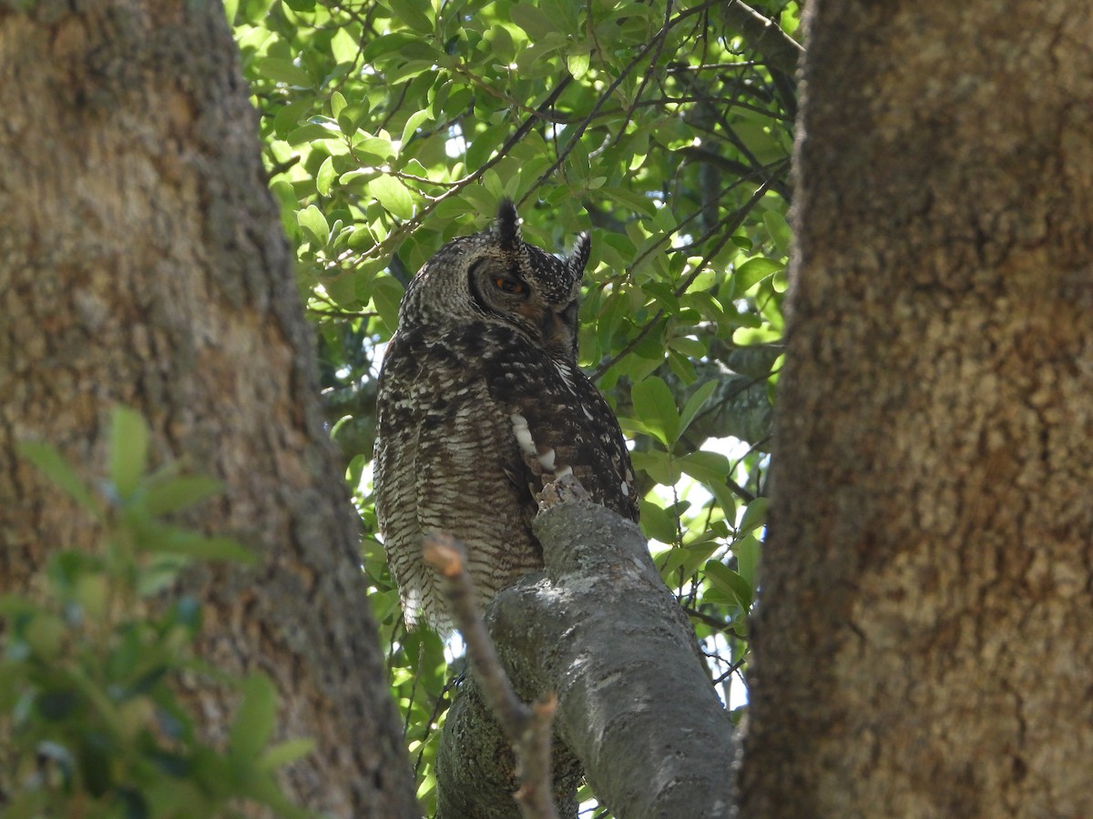 Spotted Eagle-Owl - ML626973241