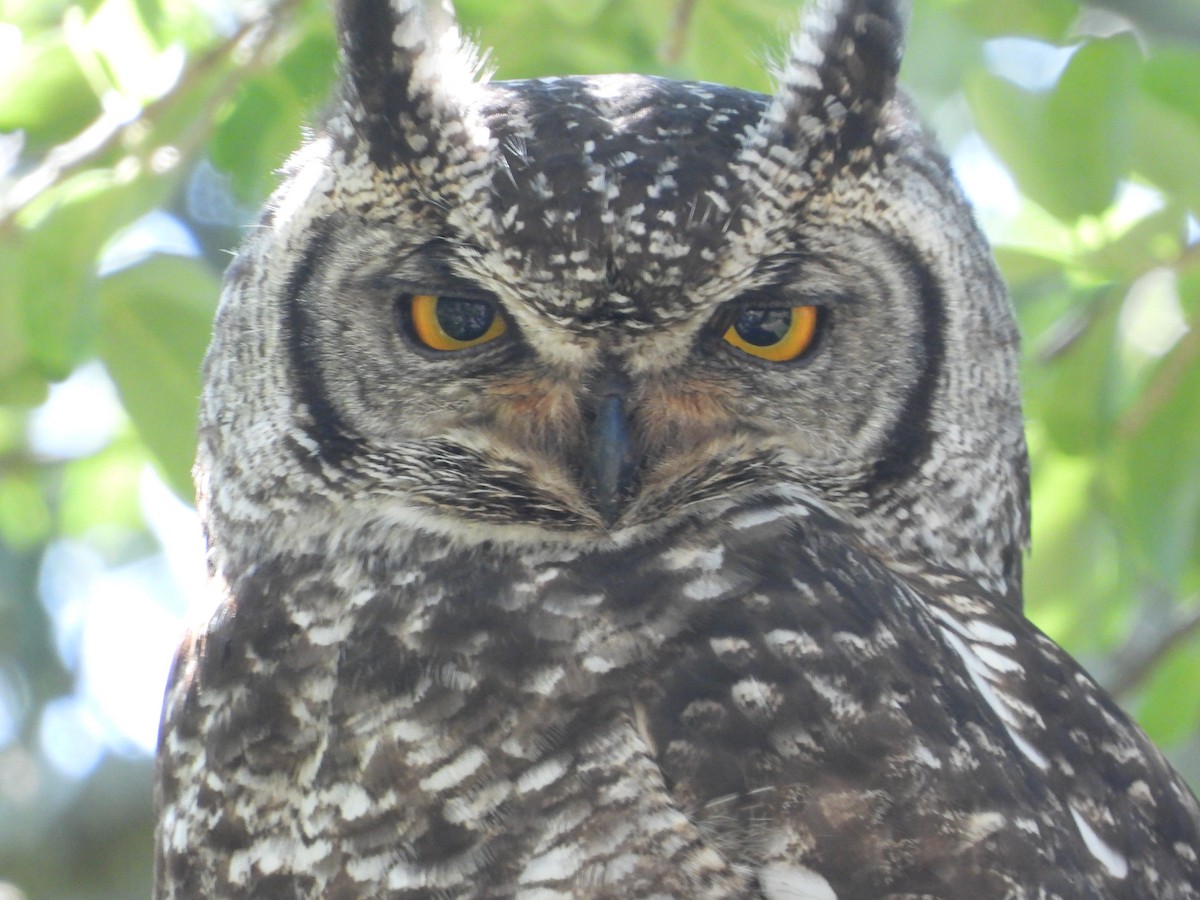 Spotted Eagle-Owl - ML626973242