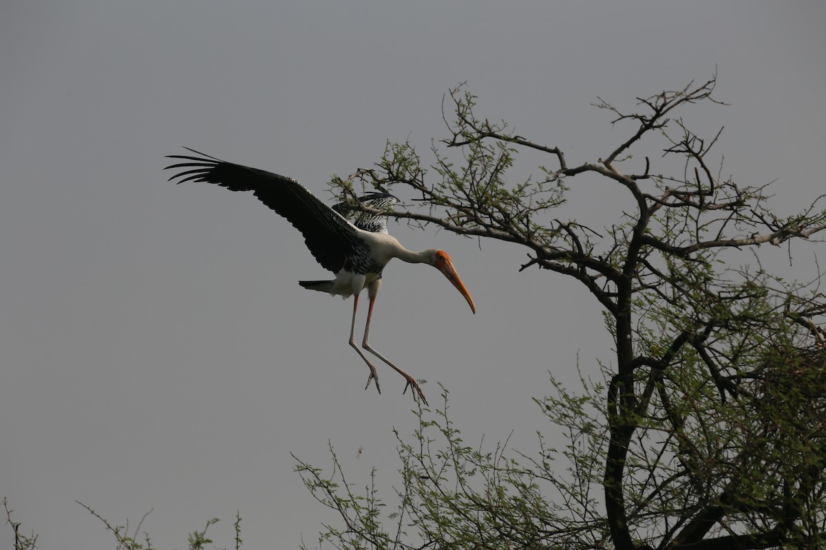 Painted Stork - ML626973253