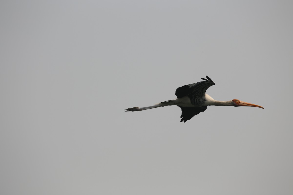 Painted Stork - ML626973268