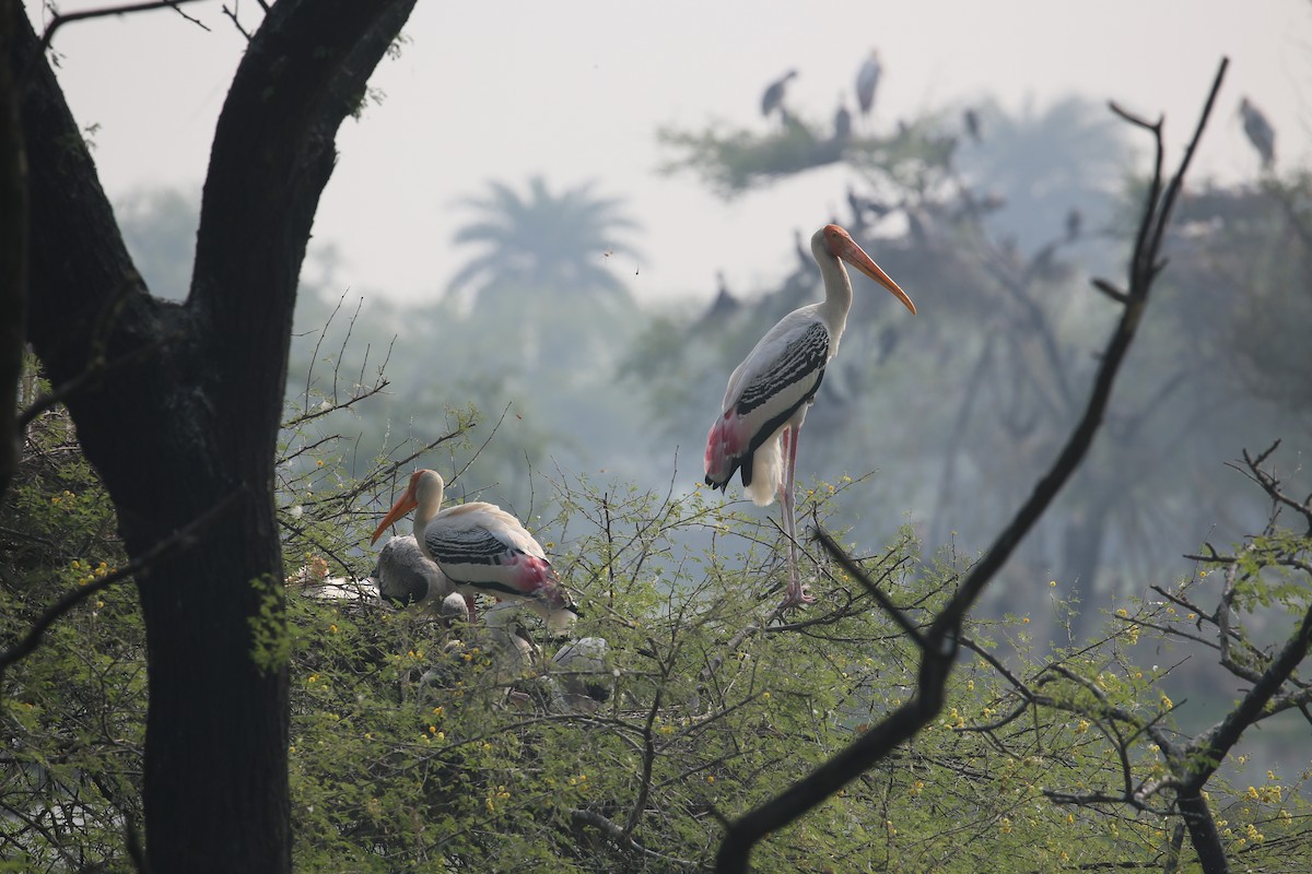 Painted Stork - ML626973294