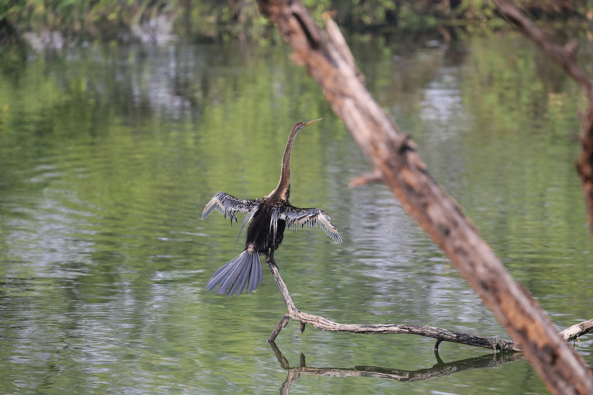 Oriental Darter - ML626973417