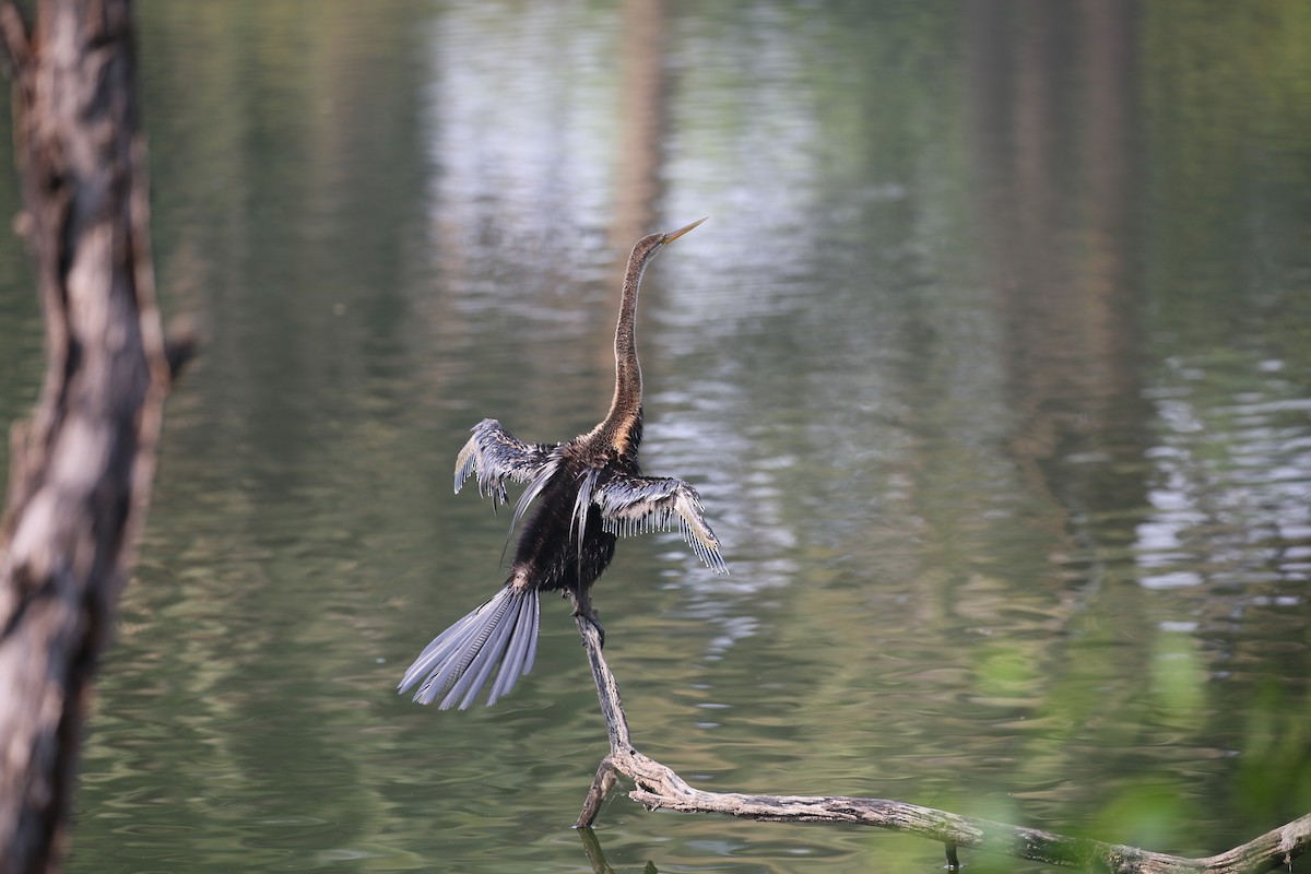 Oriental Darter - ML626973435