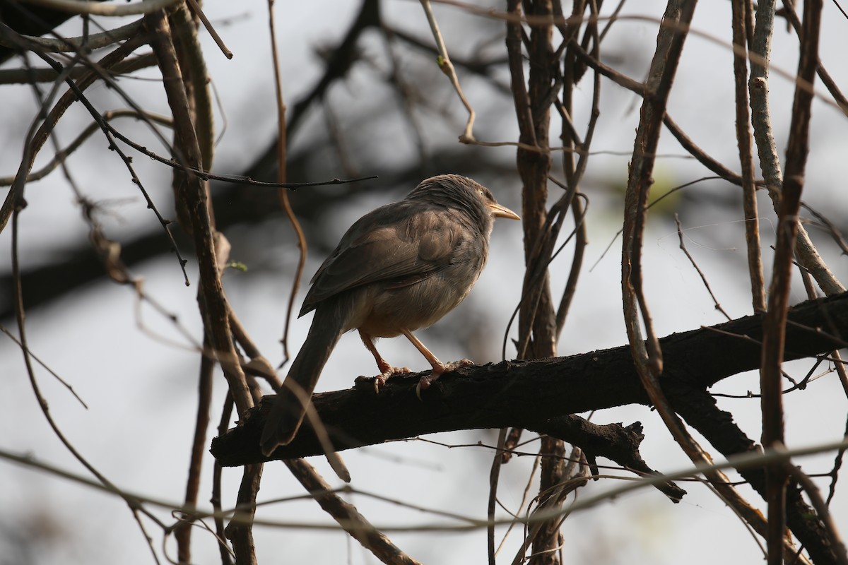 Jungle Babbler - ML626973487