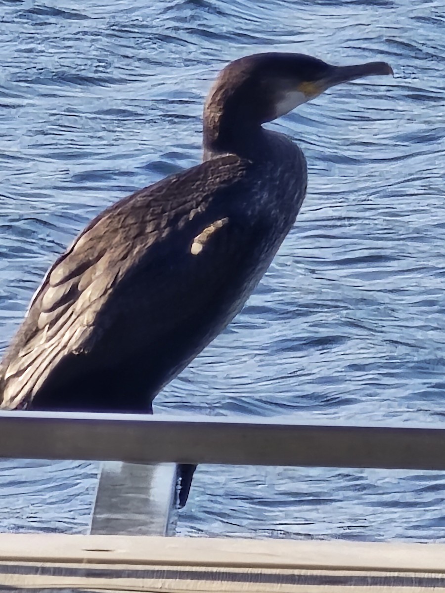 Great Cormorant - ML626973527