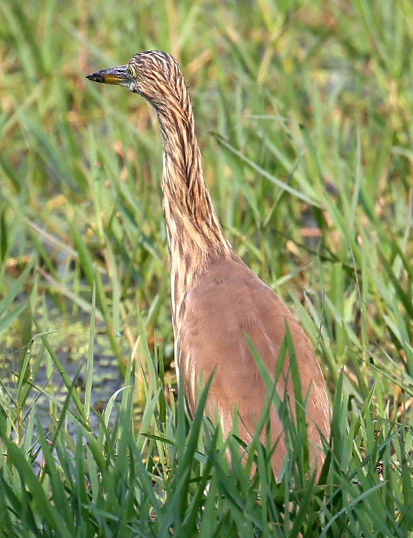 Indian Pond-Heron - ML626973671