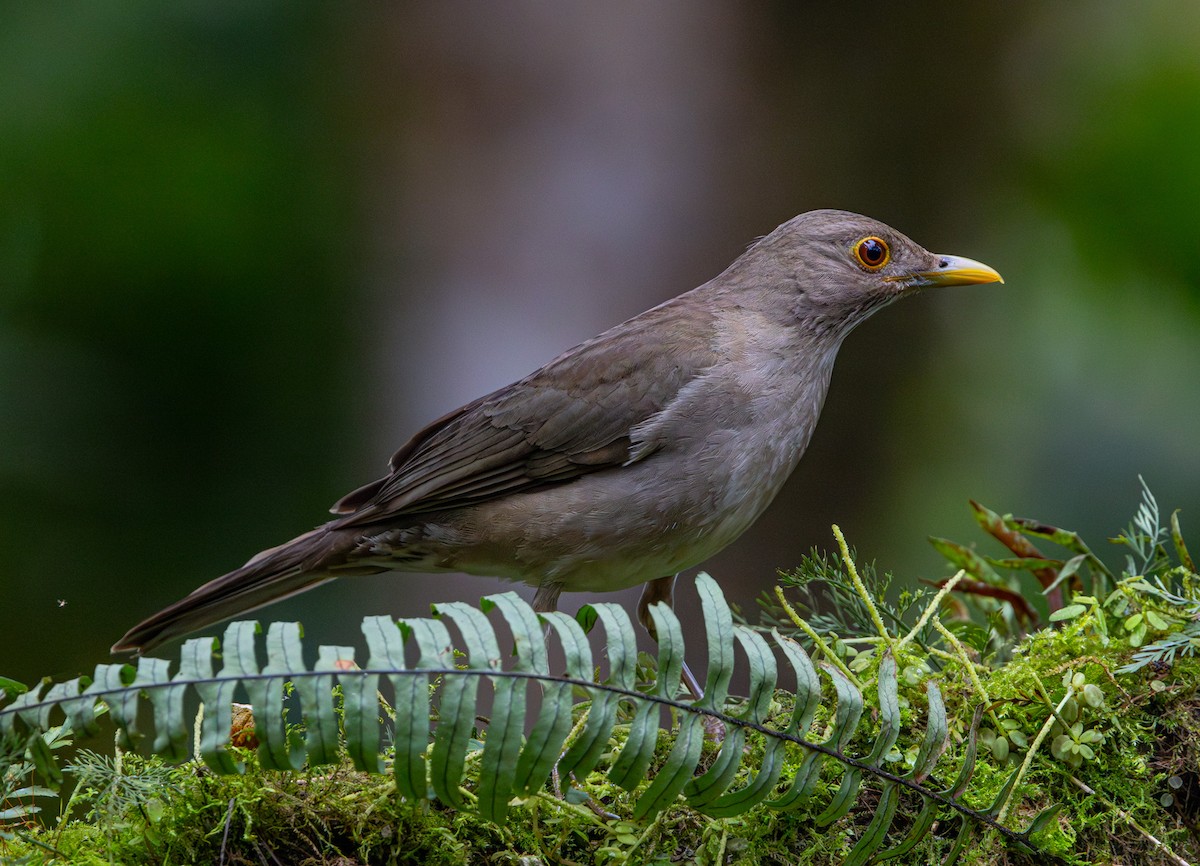 Ecuadorian Thrush - ML626973711