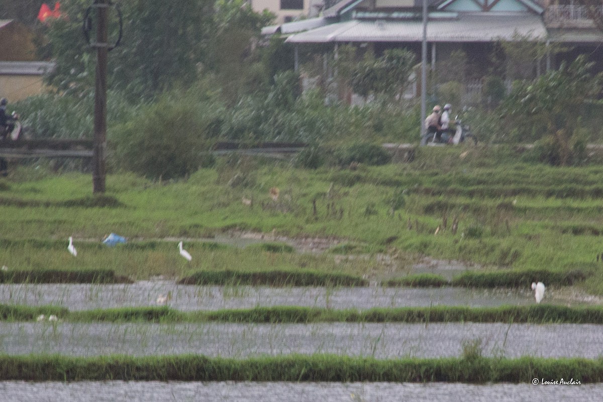 white egret sp. - ML626973739