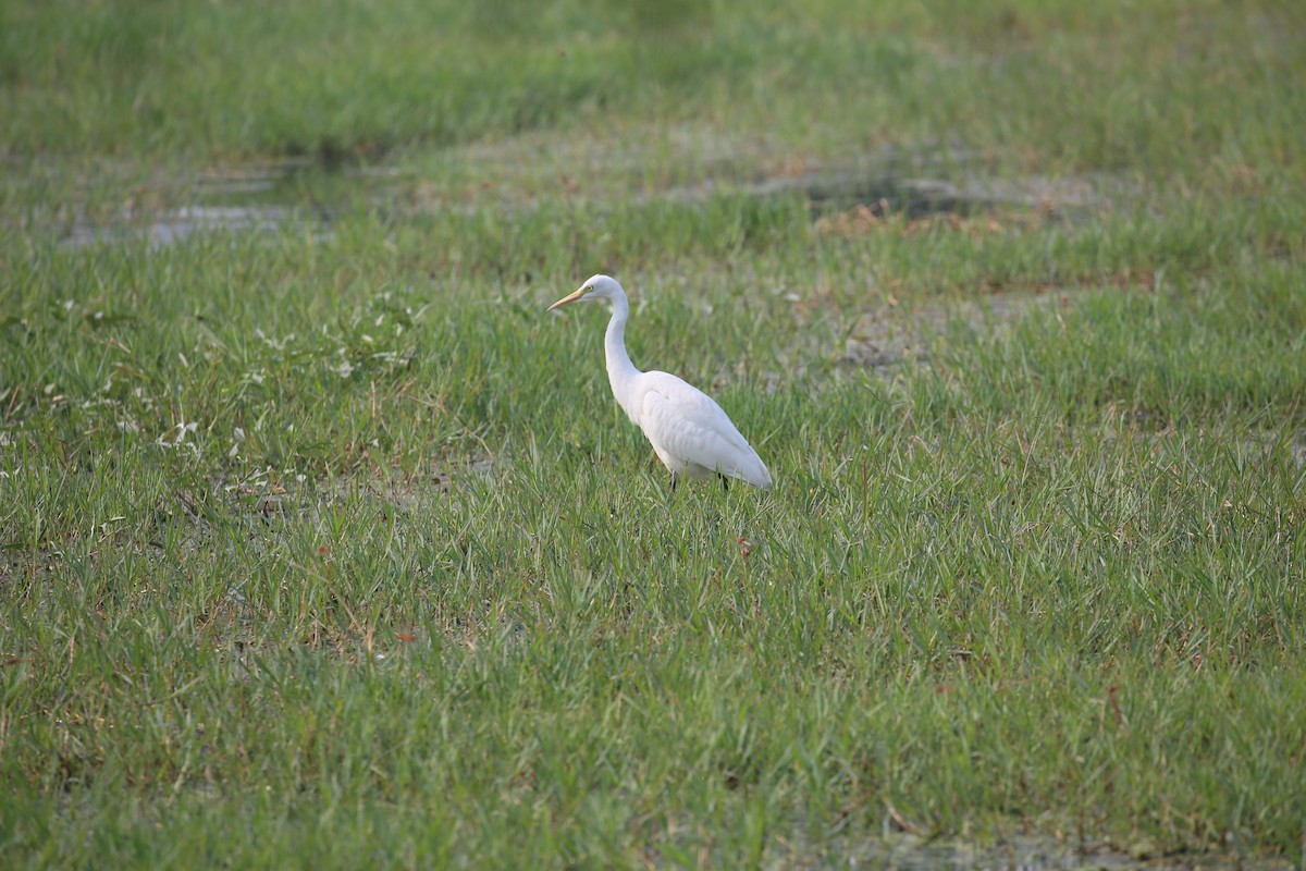 Great Egret - ML626973852