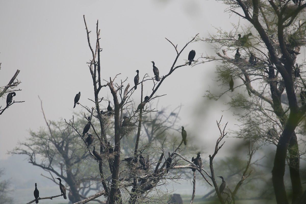 Great Cormorant - ML626973880
