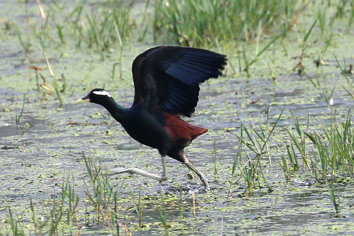Bronze-winged Jacana - ML626974107
