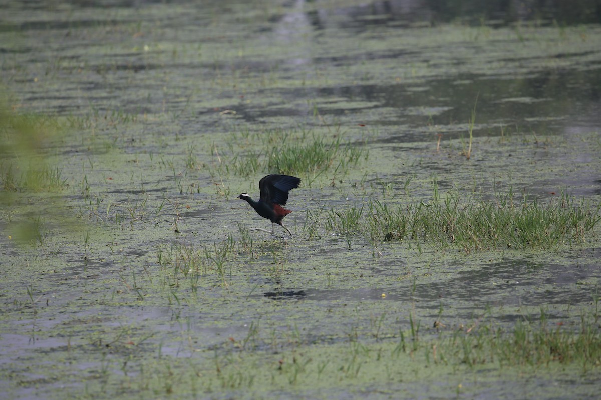 Bronze-winged Jacana - ML626974108