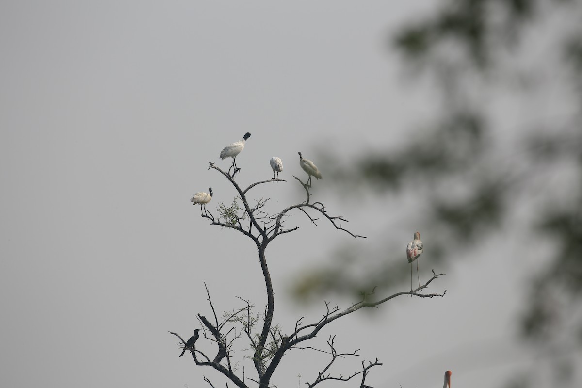 Black-headed Ibis - ML626974151