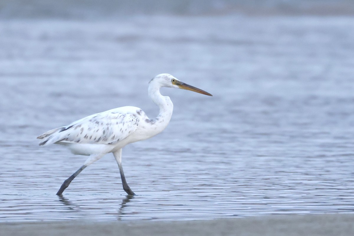 Western Reef-Heron - ML626974172