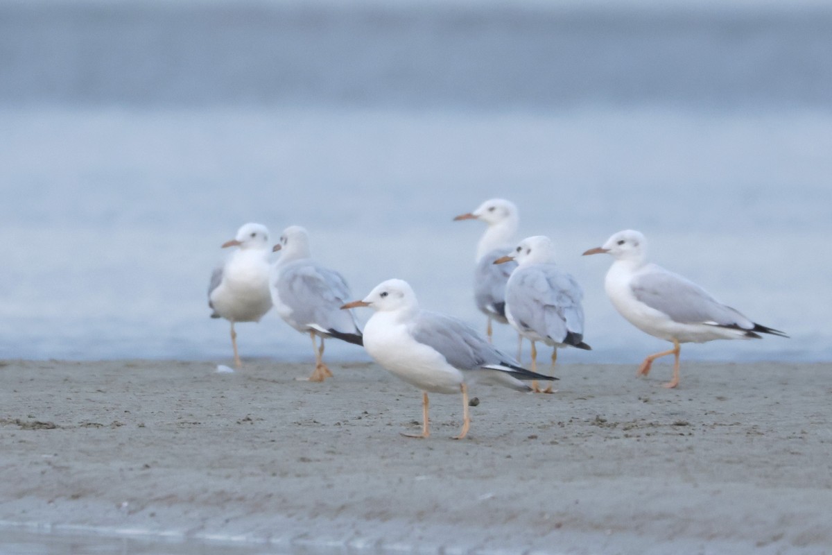 Slender-billed Gull - ML626974181