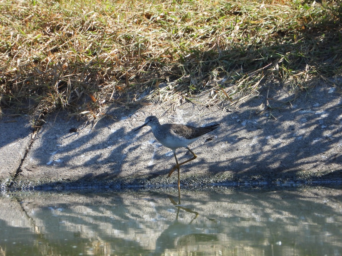 Lesser Yellowlegs - ML626974394