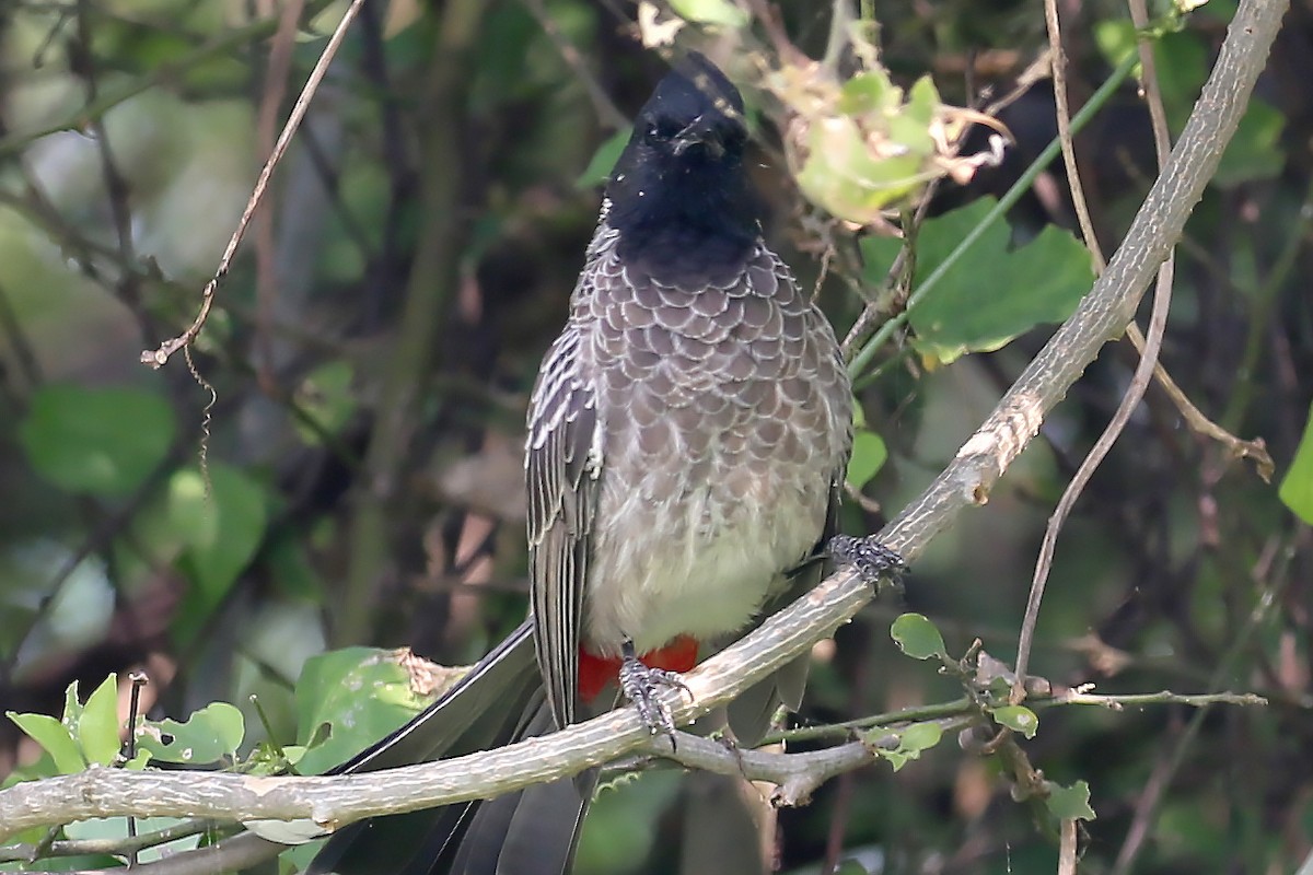 Red-vented Bulbul - ML626974460