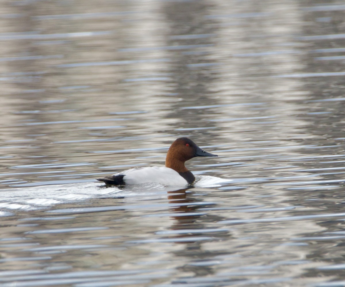 Canvasback - ML626974662