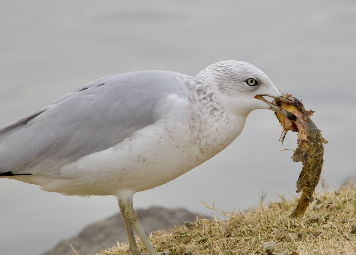 Ring-billed Gull - ML626974672