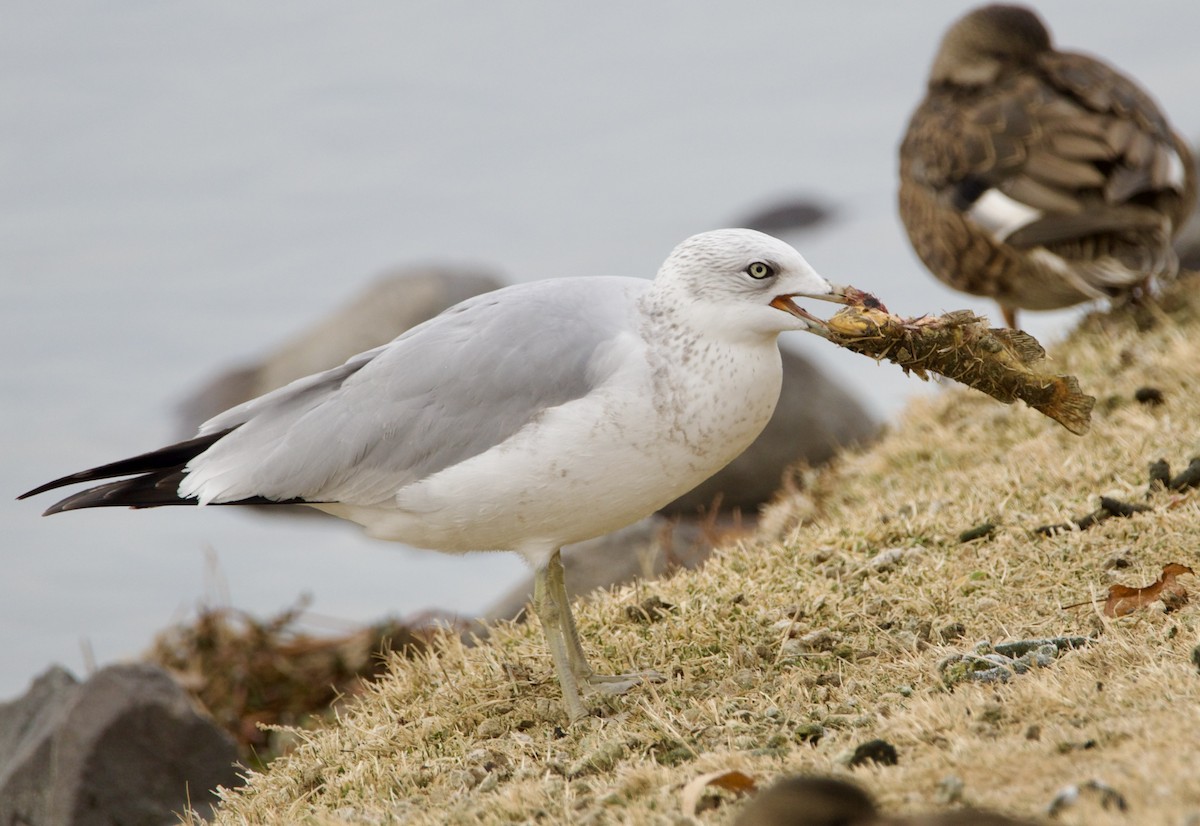 Ring-billed Gull - ML626974674