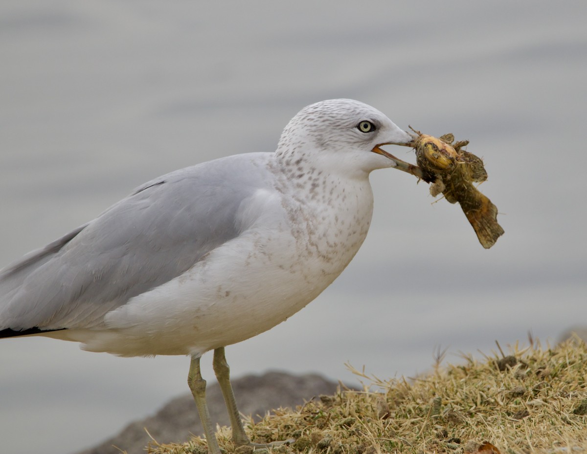 Ring-billed Gull - ML626974675