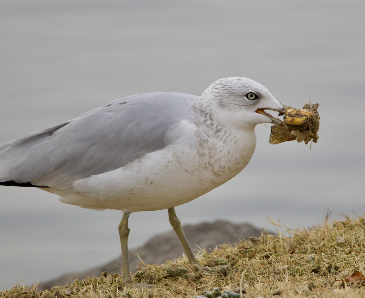 Ring-billed Gull - ML626974676