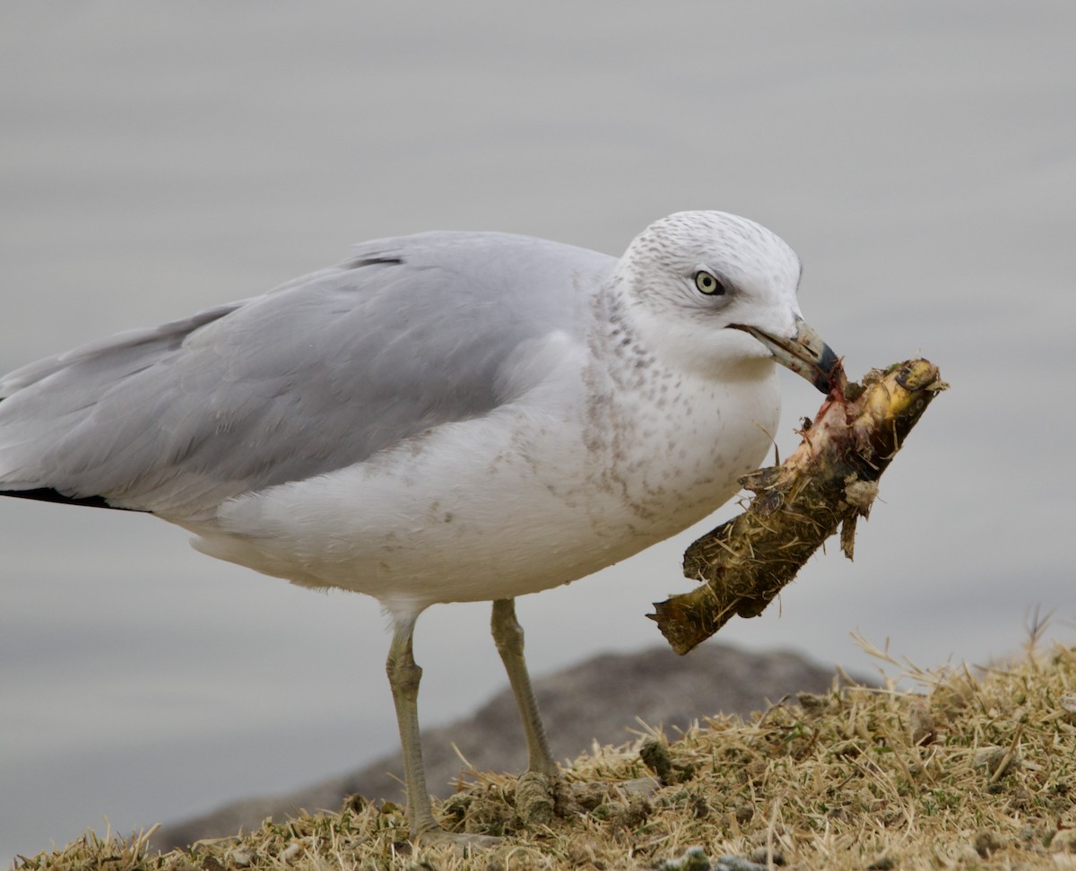 Ring-billed Gull - ML626974677