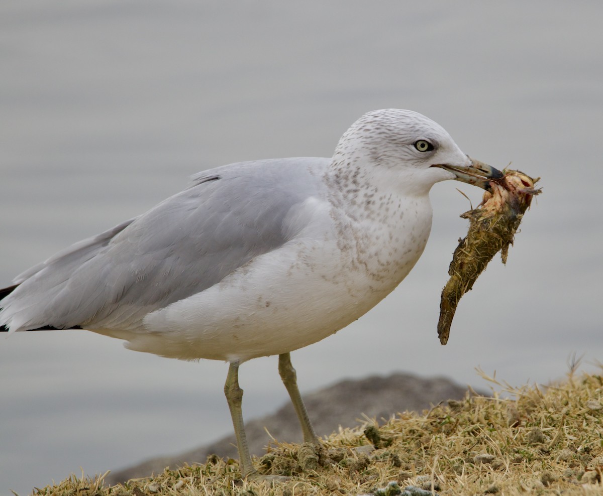 Ring-billed Gull - ML626974678