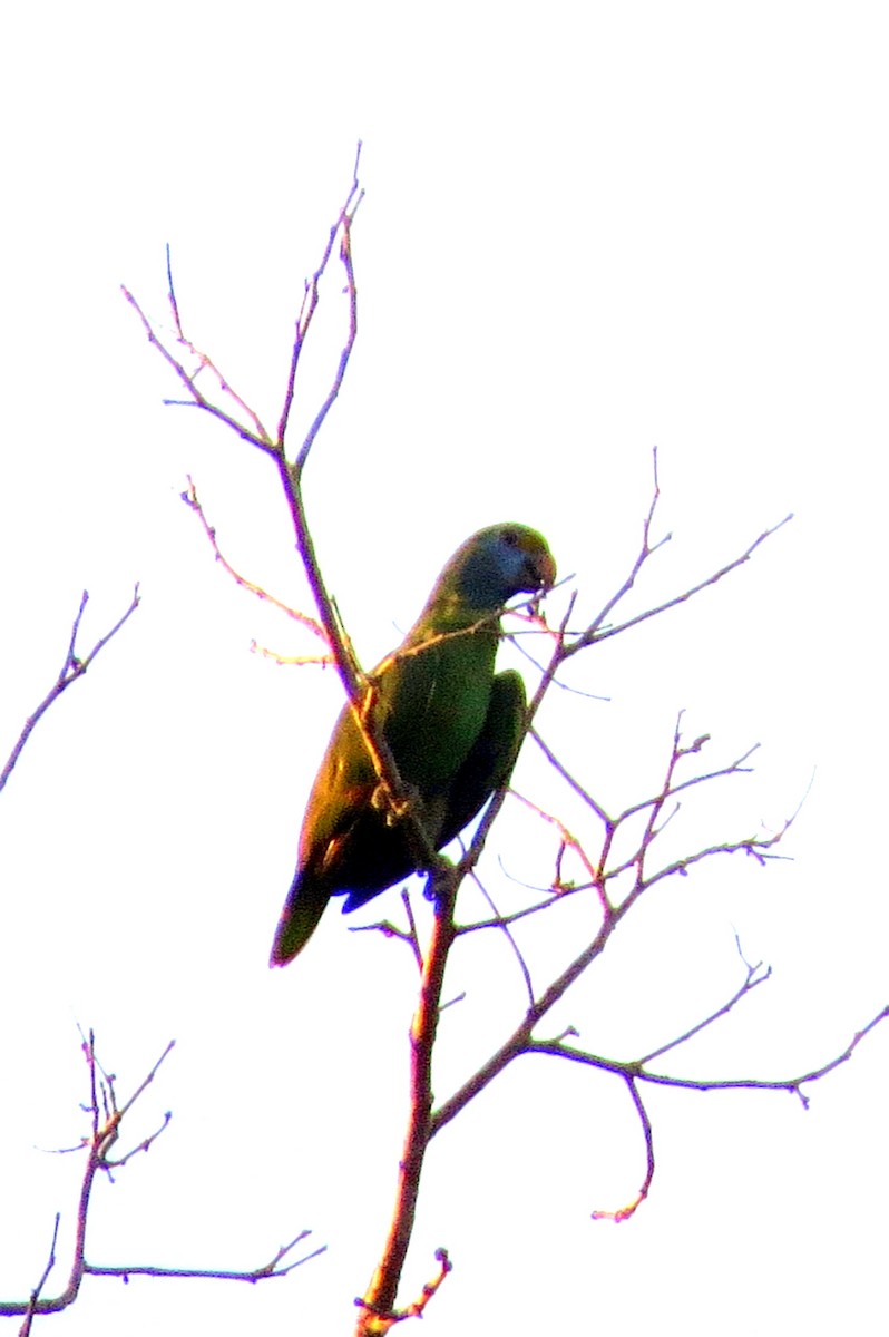 Blue-cheeked Amazon - ML626975048