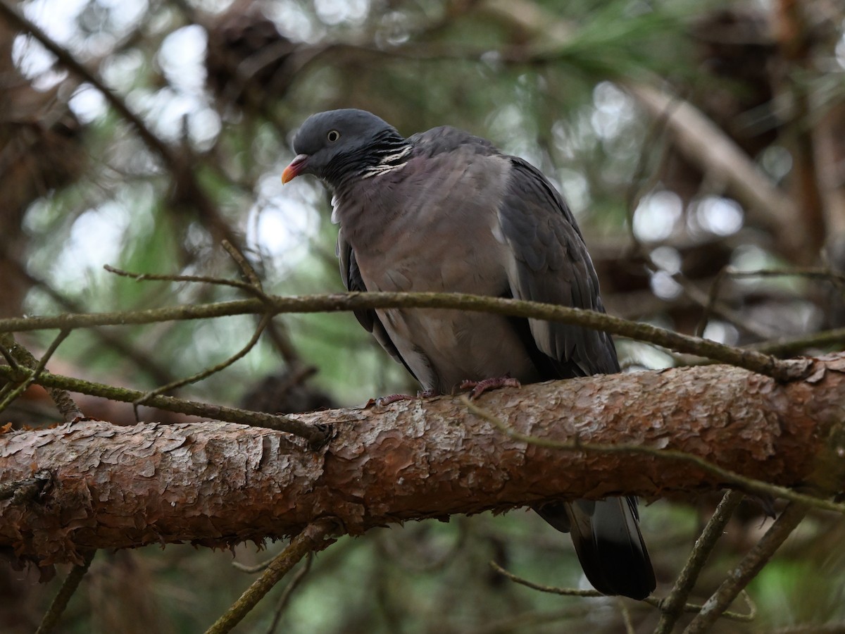 Common Wood-Pigeon - ML626975076