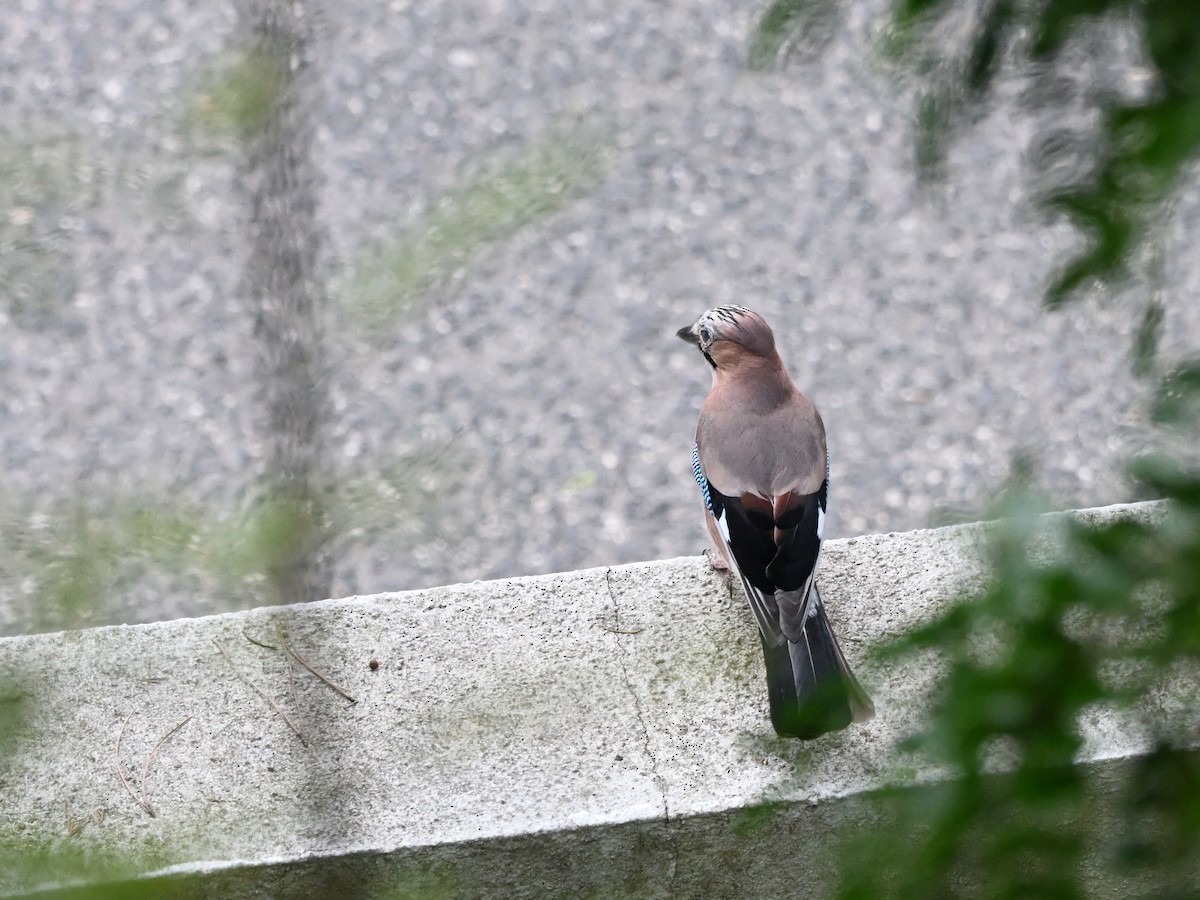 Eurasian Jay - ML626975084