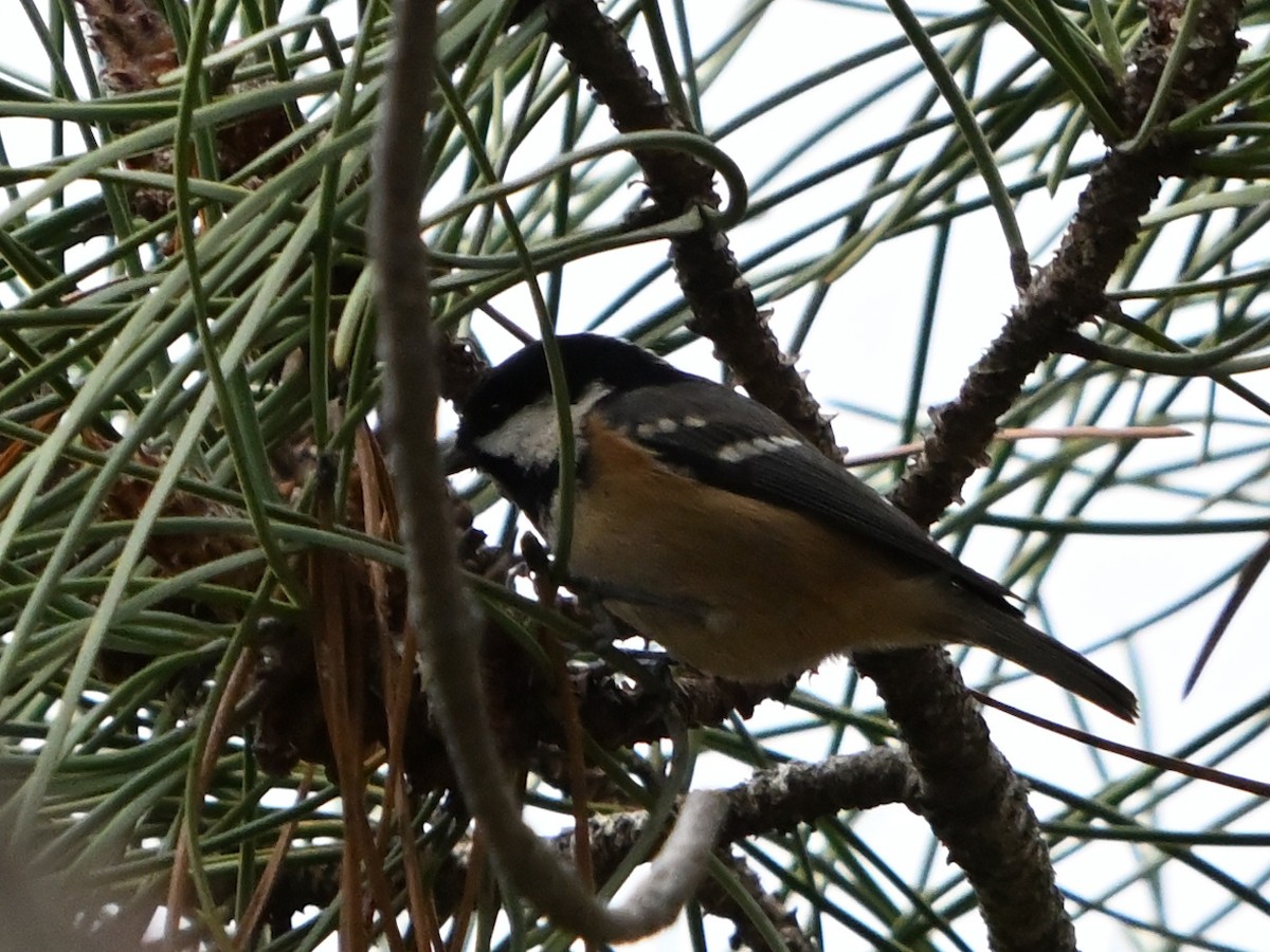 Coal Tit - ML626975106