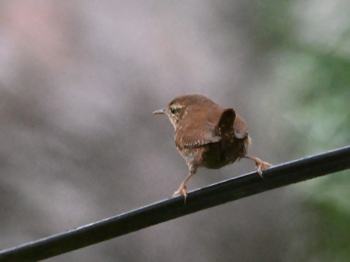 Eurasian Wren - ML626975140