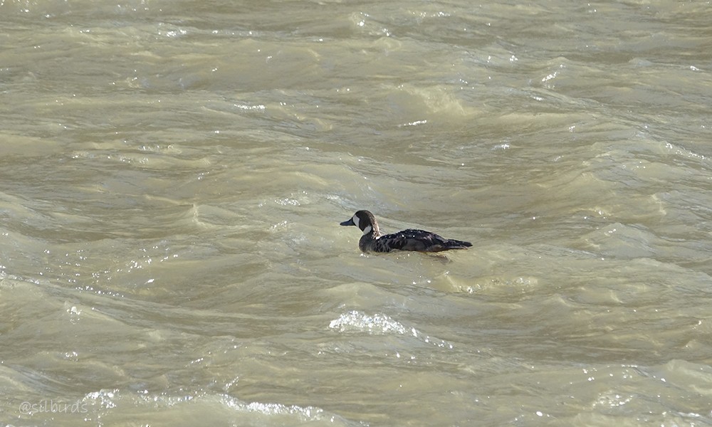 Spectacled Duck - ML626975215