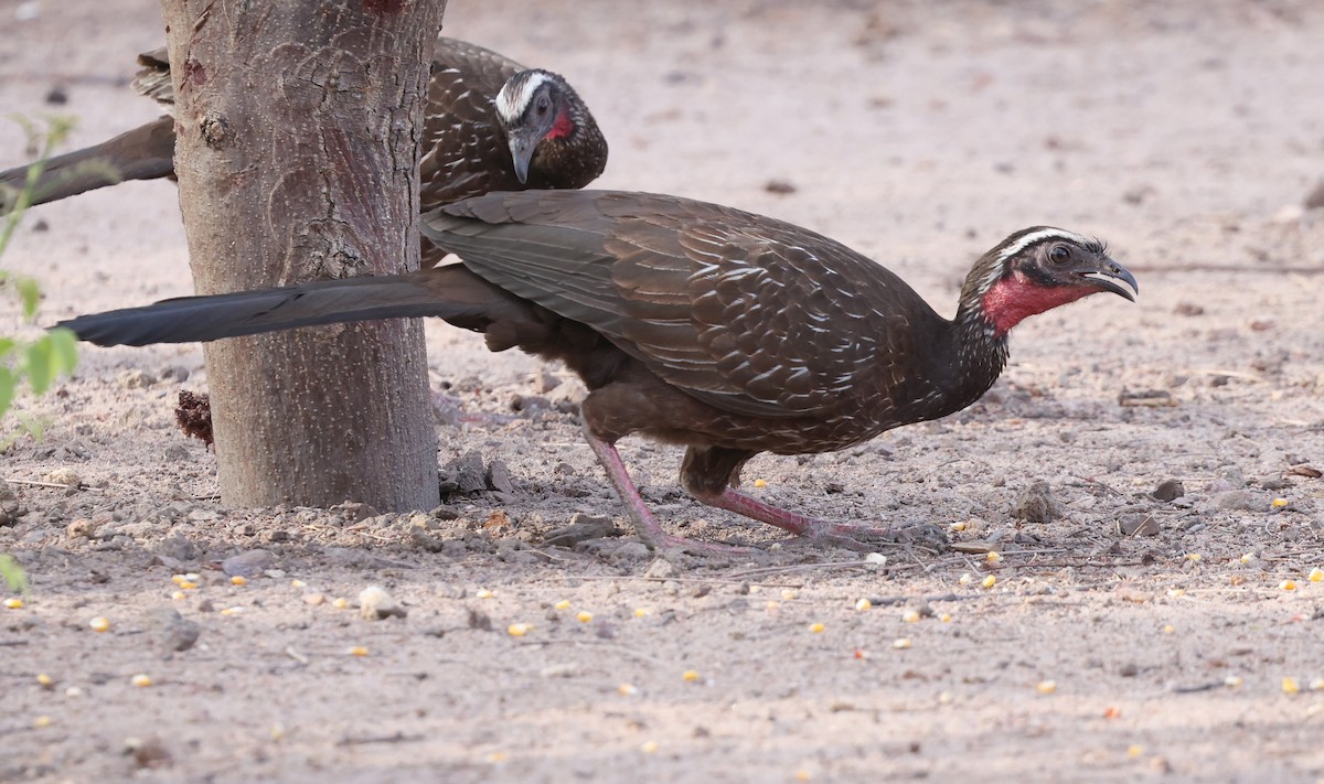White-browed Guan - ML626975229