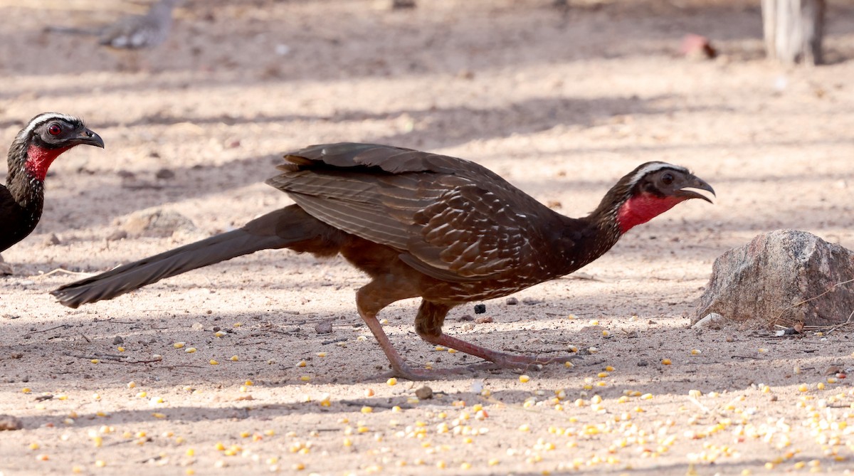 White-browed Guan - ML626975230