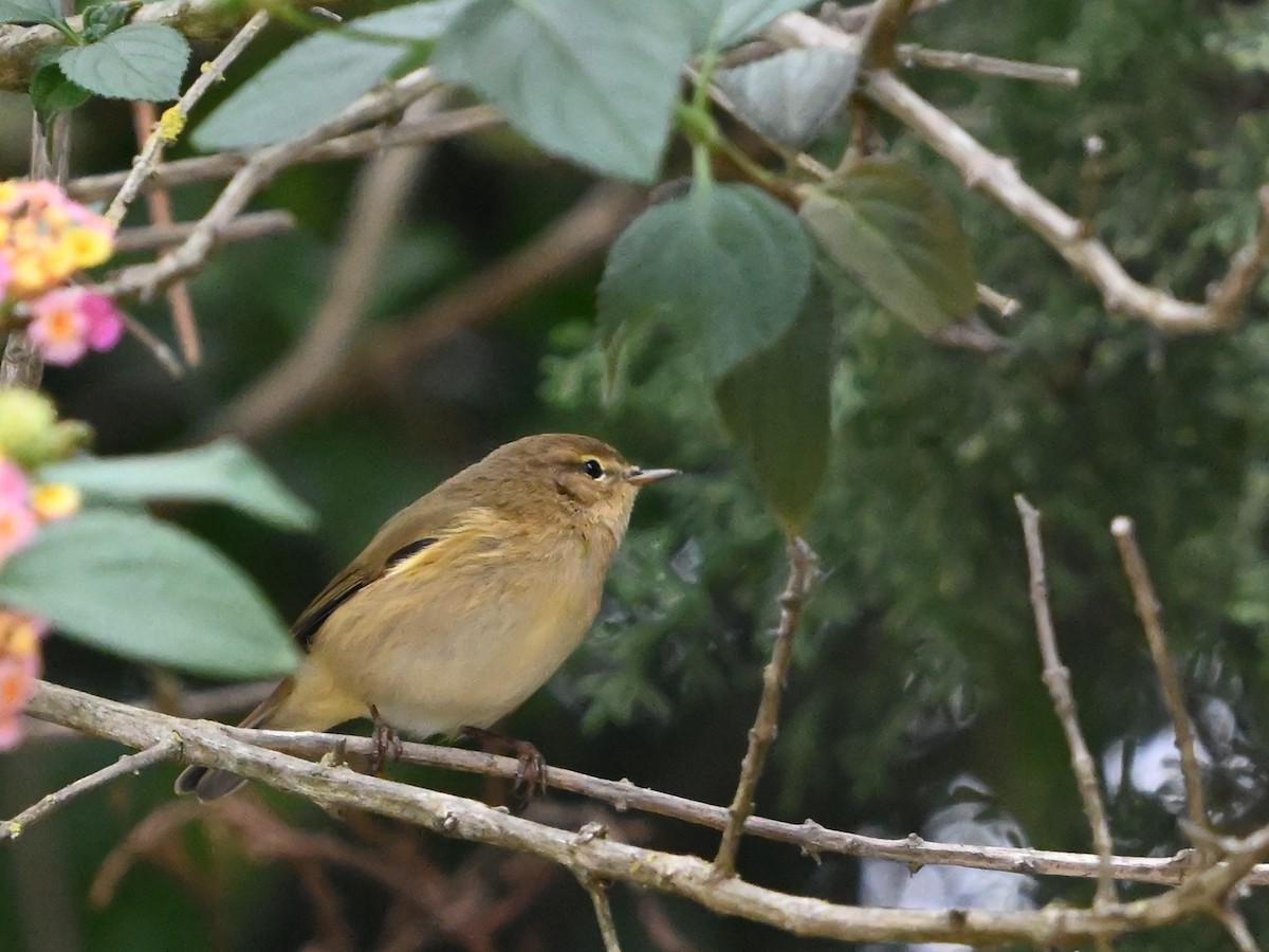 Common Chiffchaff - ML626975235